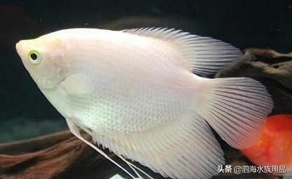 微信网名英文招财:招财鱼和什么吃屎鱼混养好