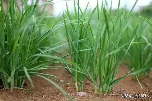 韭菜施什么肥料好？