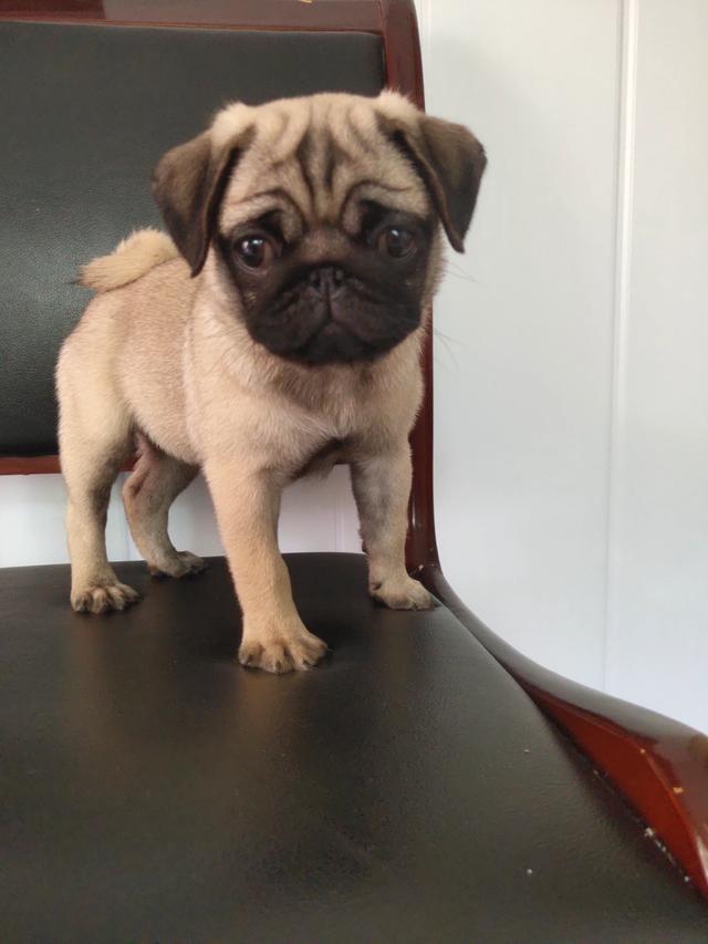 不爱叫适合家养的小型犬:小型犬，短毛，好训练，聪明，有这样的狗吗？