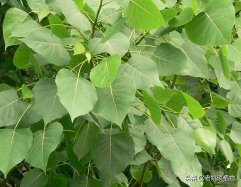 白杨树的害虫有哪些:河边的速生杨树几年能成材？