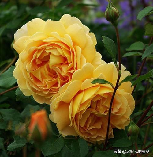 最香的几款月季品种是什么？插图87