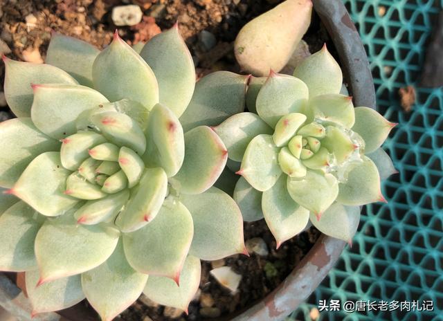 鹿犬和吉娃娃的杂交品种:什么品种的狗狗小巧不会伤人，但又不粘人？