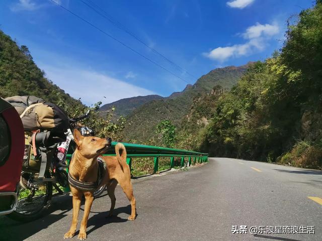 那种狗找山龟最好:旅游路上有条什么样的小狗陪伴合适？