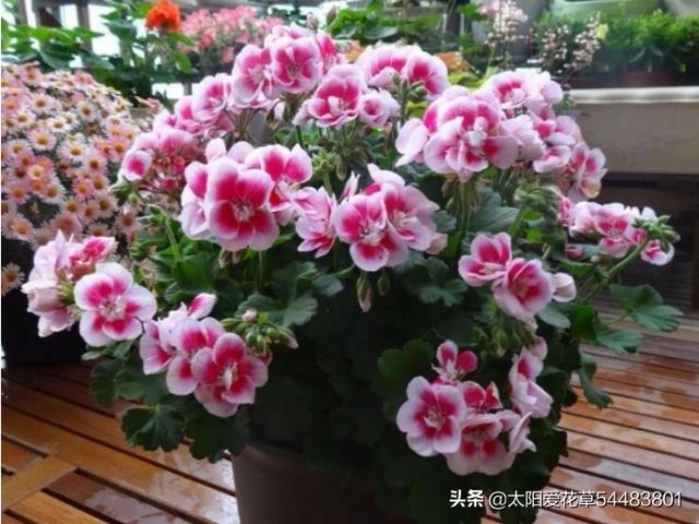 天竺葵图片的养殖技术:刚买来的天竺葵怎样管理？