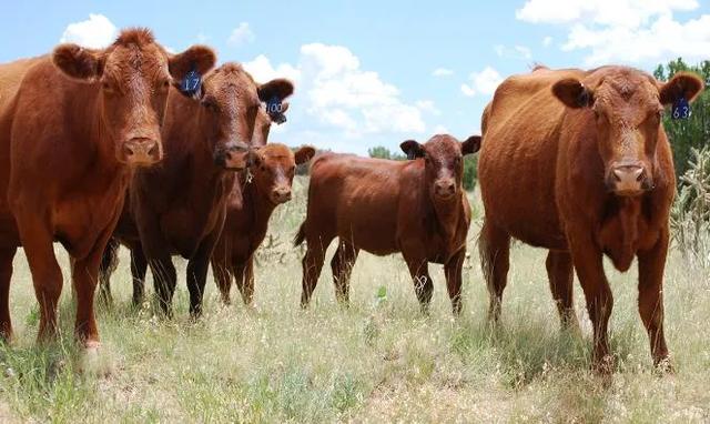 现在养殖行业挣钱吗，为什么农村养牛的越来越少了，养牛不赚钱吗