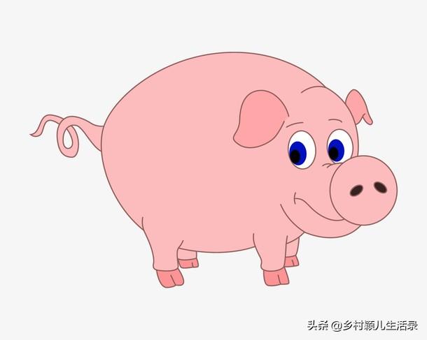 玉米小麦大麦米糠哪些更适合作为猪的饲料