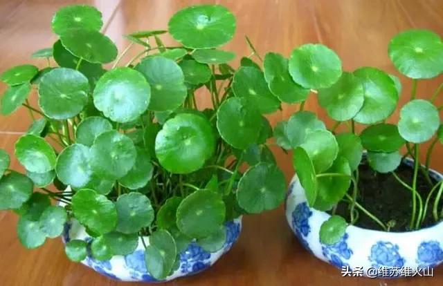 铜钱草的养殖方法和注意事项视频:铜钱草长得东倒西歪的，是为什么？