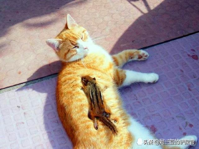 辅猫吧:可以抓小区的流浪猫到家里抓老鼠吗？