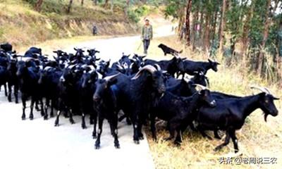 狗的生活习性和特点:山羊有哪些生活习性？怎样利用这些习性养好山羊？