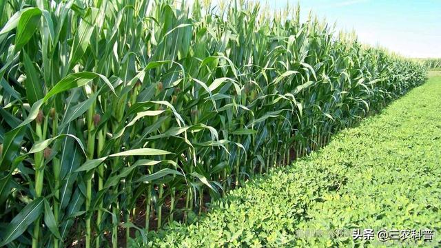甲哌鎓的作用，玉米地每亩用多少克甲哌鎓