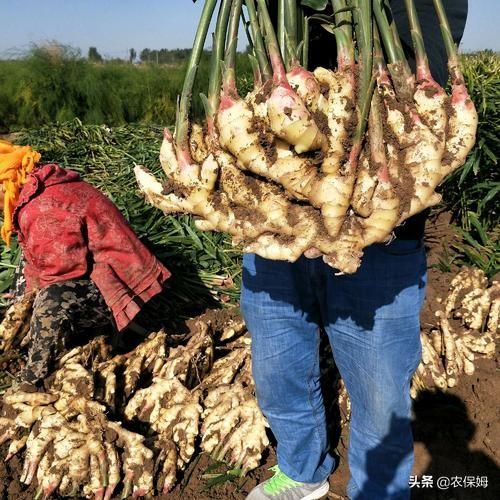 头条问答 怎么种植大姜产量能提高 农保姆的回答 0赞