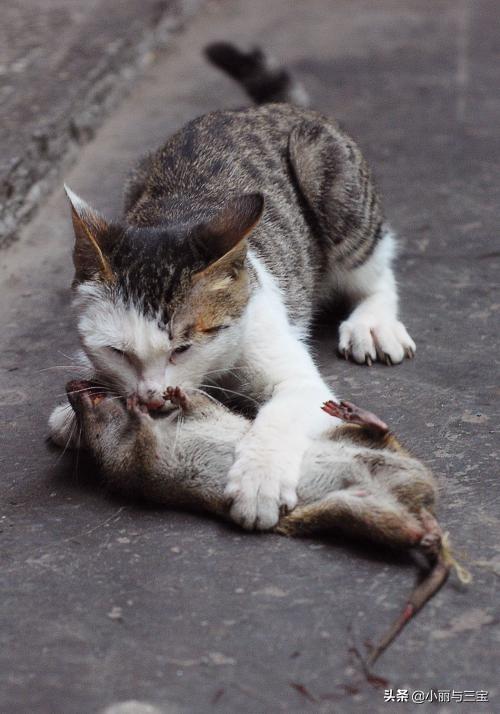 天猫捉猫猫:现在农村怎么有人说看不见猫抓老鼠了？