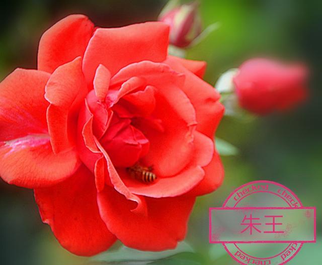 优秀月季花品种介绍百度网:名贵月季十大品种是哪些品种？