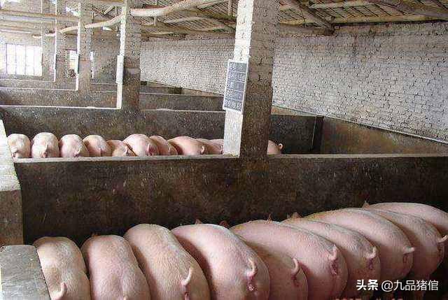 乳房蜂窝组织炎图片:母猪乳房有结块怎么办?母猪乳房结块怎心办？