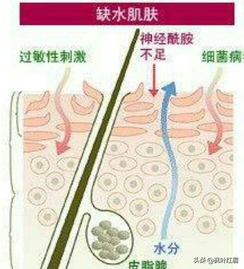 皮肤卡粉浮粉怎么改善，怎么解决秋冬皮肤干燥卡粉、浮粉等问题