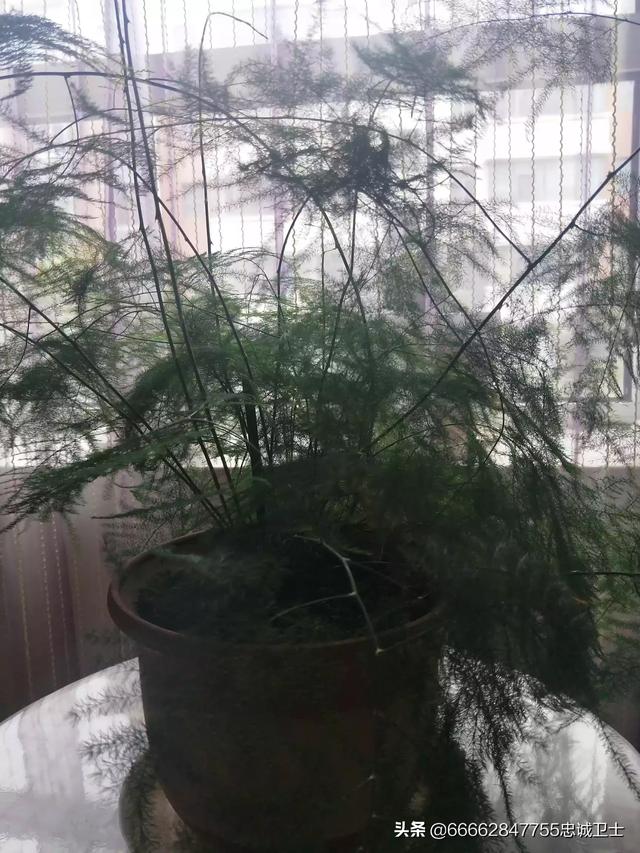 鲁豫减肥:如何看待万年童颜鲁豫，腿瘦得像一双筷子？