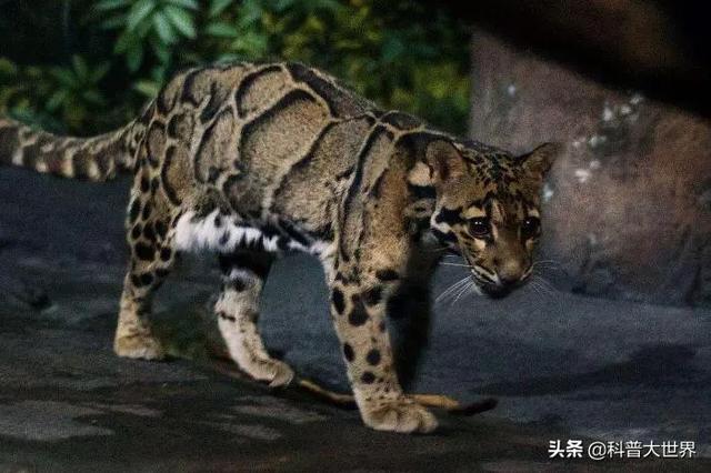 林肯港鹦鹉指名亚种:林肯港鹦鹉饲养方法 台湾云豹消失36年后重现？已经灭绝的动物为何还能现身？