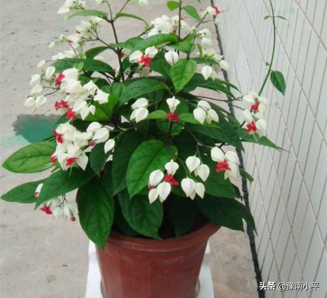 龙吐珠花图片:龙吐珠怎么做开花多?请回复？