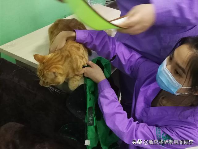 公猫绝育手术后反应:雄性猫绝育之后，会恨主人吗？