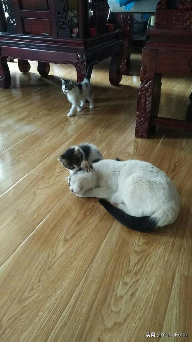 爱心宠物医院:领养回来的流浪猫超级怕人怎么办？