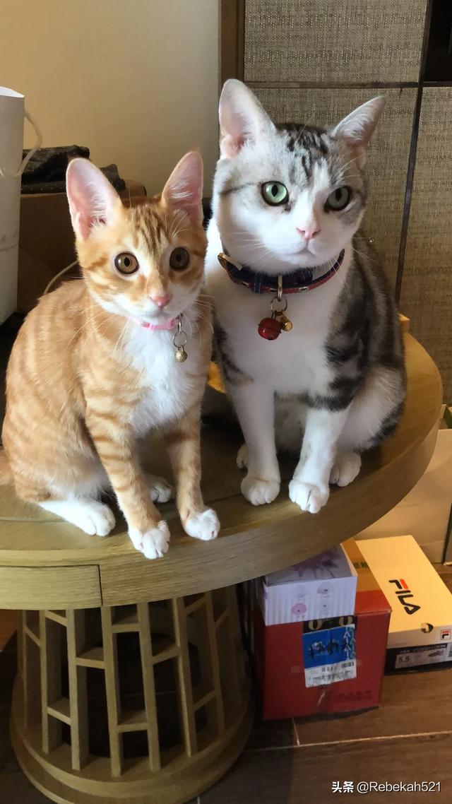 美短猫:第一次养猫，养美短还是橘猫？