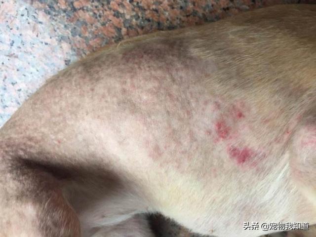拉布拉多犬视频:家里养了一只拉布拉多狗狗，媳妇怀孕了，还可以继续养吗？ 拉布拉多犬视频播放