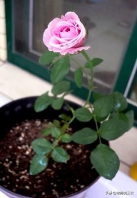月季花的栽培与管理:月季苗一年四季都适合栽种吗？如何养护？
