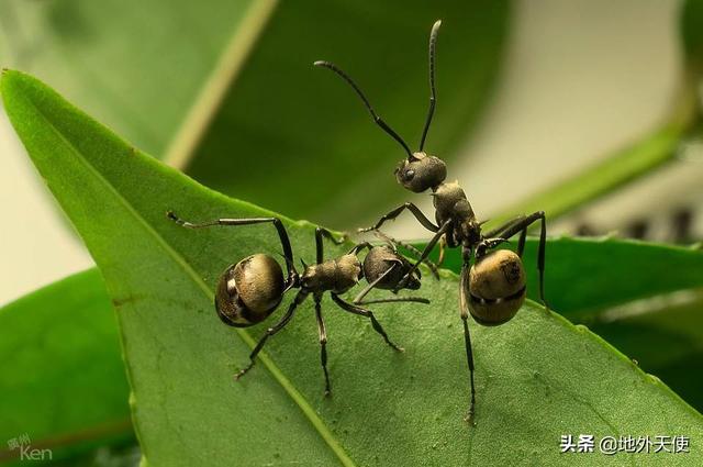 世界上最聪明的动物是什么动物:为什么人类是地球最聪明的生物？