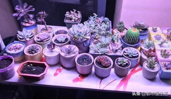 头条问答 多肉植物灯瓦数越大越好吗 18个回答