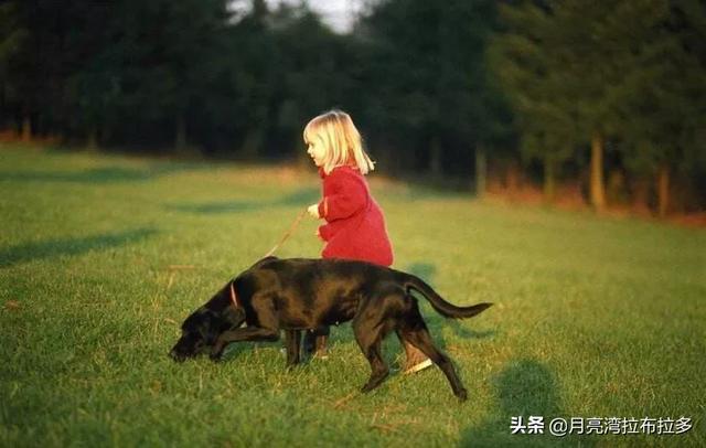 北京犬业联盟好不好:养狗养到一半，把狗送人了，对狗有什么影响？