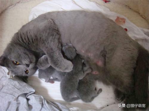 狗妈妈叼走小奶狗视频:为什么有些刚下崽的母狗会吃掉自己的小狗？