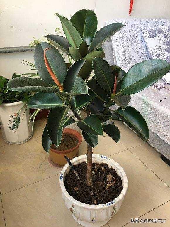 橡皮树图片:室内养植橡皮树有哪些注意事项？可以放在卧室养植么？
