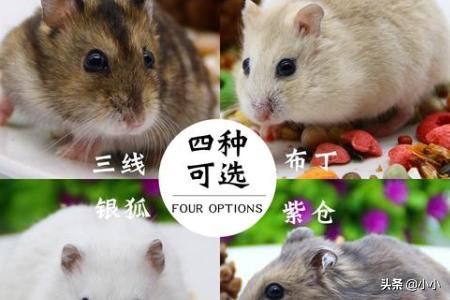 一线雪球仓鼠性格:什么品种的仓鼠性格好，不咬人？