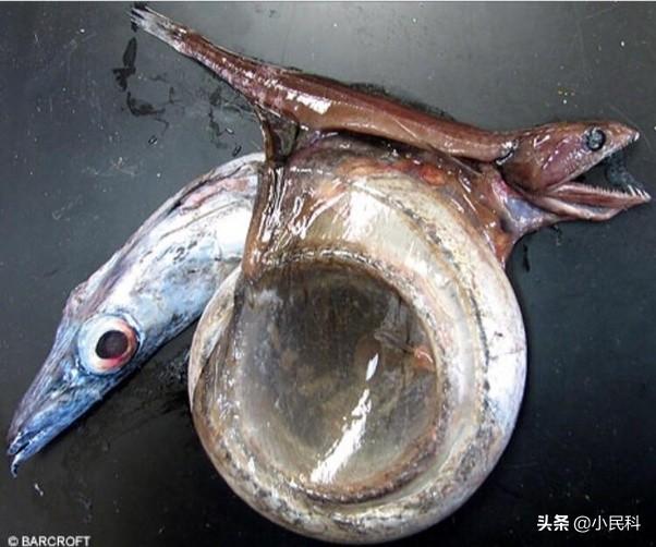 最奇怪的动物是什么？