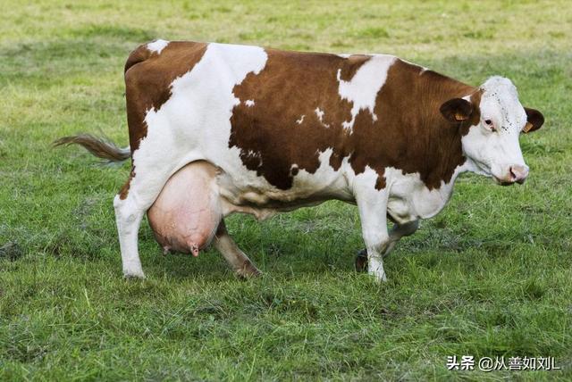 没有公牛母牛产不了奶吗，牛喂料喂多了会让牛难产吗