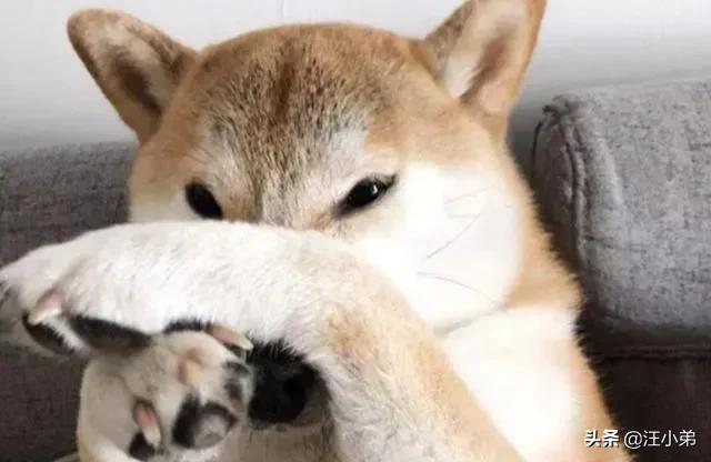 主人宠物写真:人养宠物有时是炫耀，那宠物之间会炫耀主人吗？