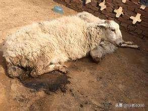 鸡脑脊髓炎病:鸡脑脊髓炎病毒 鸡的眼睛流胧水，睁不开眼睛是什么病？