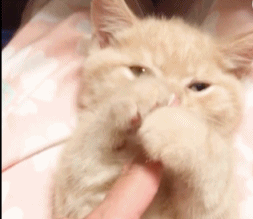 帕拉斯猫视频:主人的哪些无知行为，会害死猫咪？