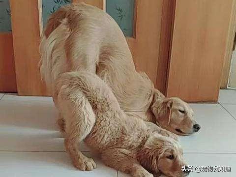 毛绒狗图片趴着的:狗狗精神不好总是趴着，怎么办？ 趴着的狗图片可爱
