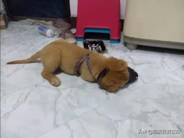 家里养金毛犬好养吗:您家里有没有活泼到没天理的小金毛？