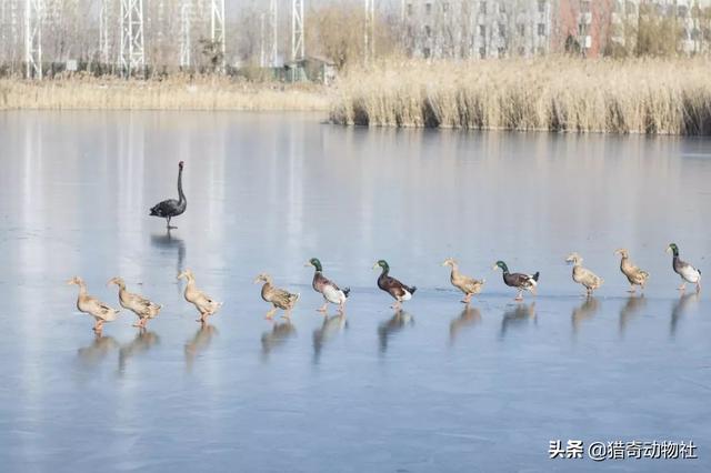 头条问答 为什么鸭子总是一只带队 后面很有秩序地跟着 而鸡就散乱地跑 27个回答