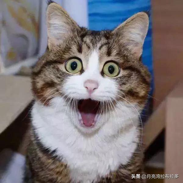 猫的品种及图片:想咨询图片里的是什么品种的猫咪？ 各种猫图片大全