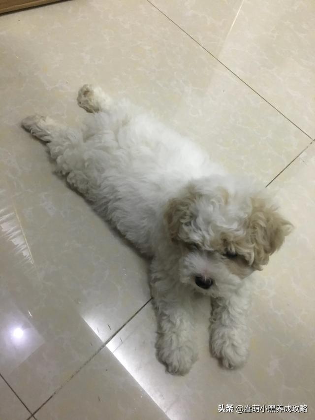 罗威纳犬性格特征:狗狗的性格类型可以分为多少种？
