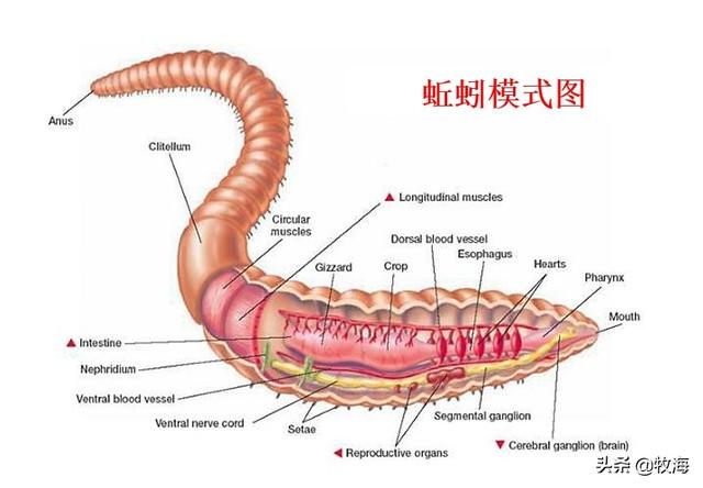 蚯蚓吃什么食物腥味大:蚯蚓不生活在水中，鱼为什么喜欢吃它？