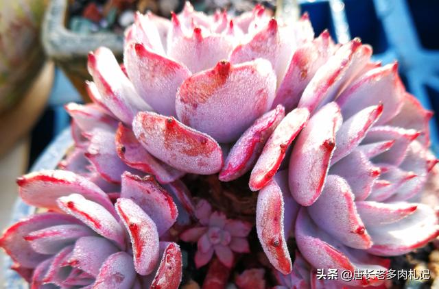 肉肉隔着玻璃晒太阳有用吗:多肉放在向南的阳台为什么不上色？是因为双层玻璃吗？