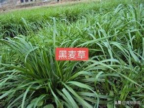 养羊种植什么牧草好:回河南老家搞养羊，种植燕麦做饲草怎么样？应该怎么做？