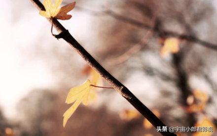 关于秋天的画,怎样画秋季的风景并配上文字？
