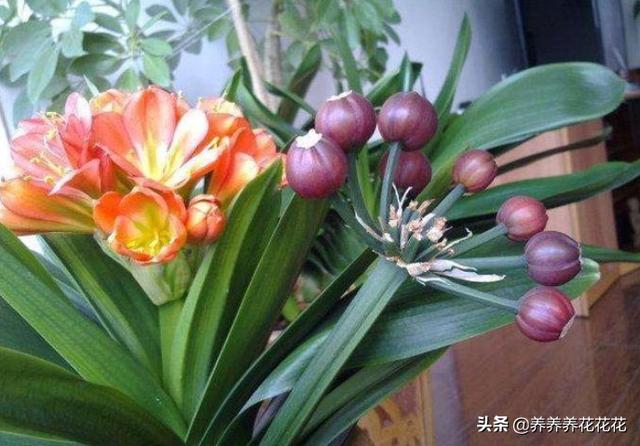 办公室君子兰开花有什么兆头:君子兰六年了第一次开花，是否意味着生命结束了？
