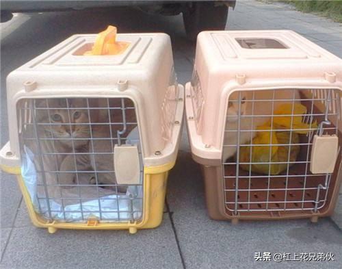 泰州猫咪怎么托运:猫咪一般怎么托运 猫咪托运需要打什么针？要注意什么？