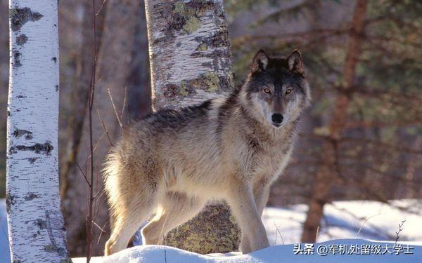 哈奇士在狼群:狗的返祖现象说明狗还能变回狼吗？